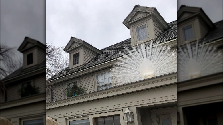 Two peacocks sitting on the roof of Martha Stewart's house.