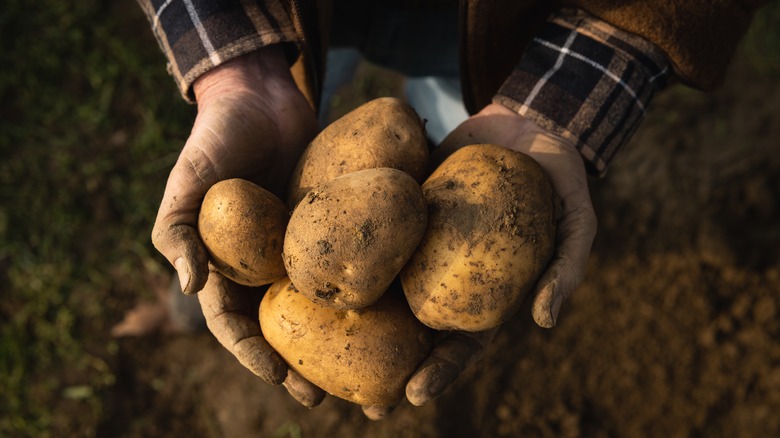 Holding harvest potatoes