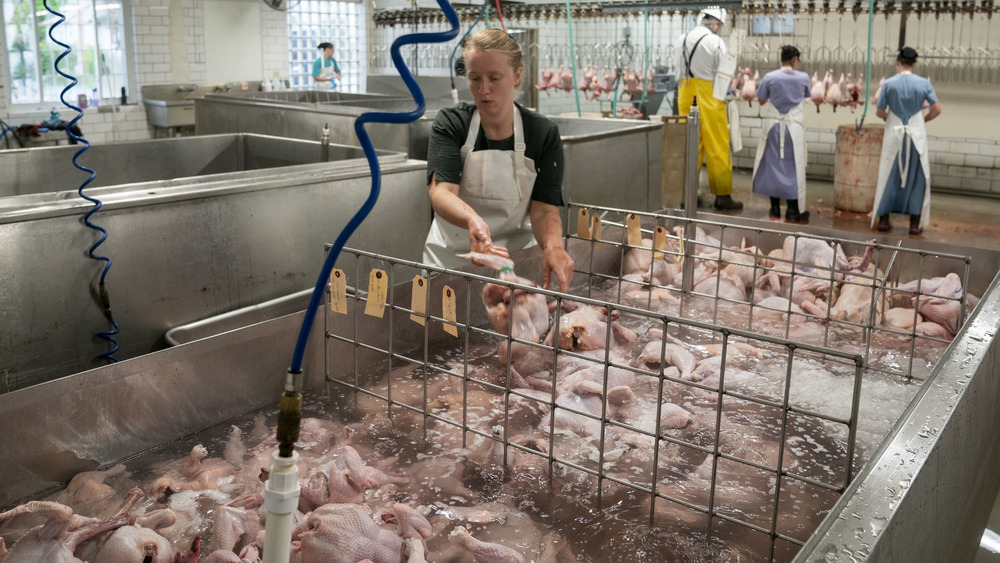 Processing chickens at plant