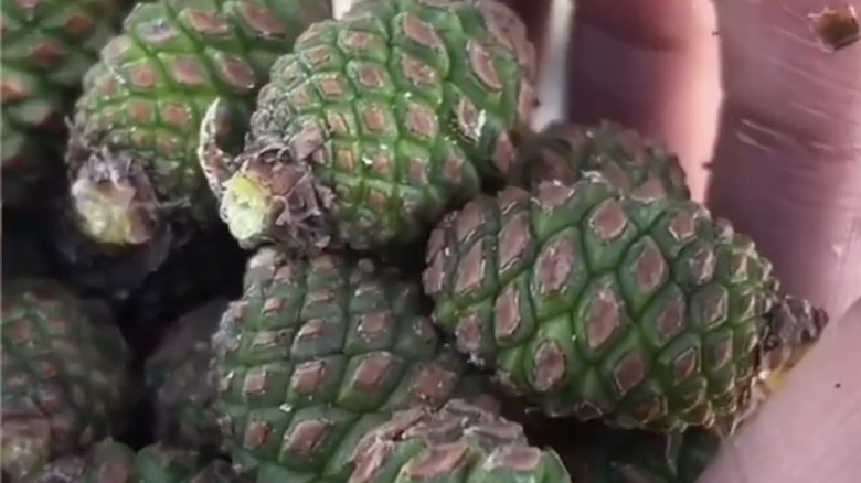 Pile of unripe pinecones