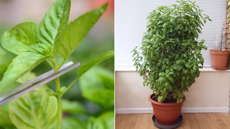 pruning a basil plant and a large plant in a pot