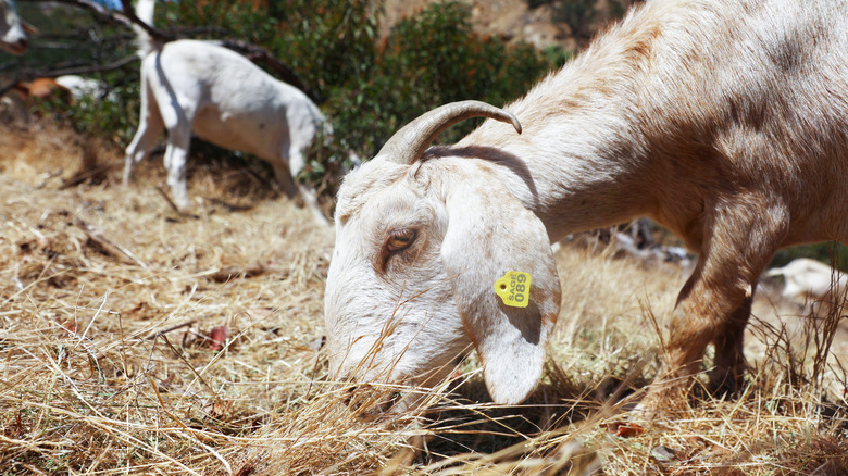 goat eating plant