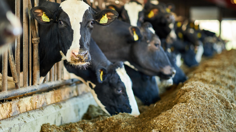 Cows eating feed