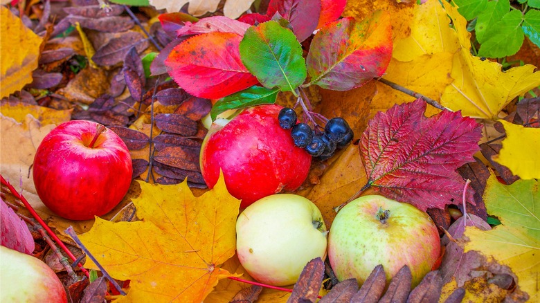 Apples lying on autumn leaves