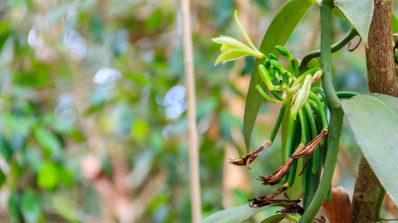 vanilla plant growing