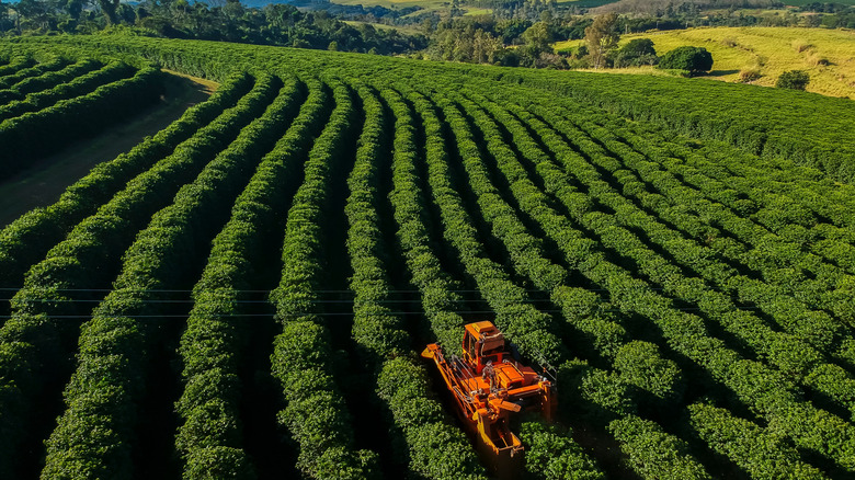 coffee plantation
