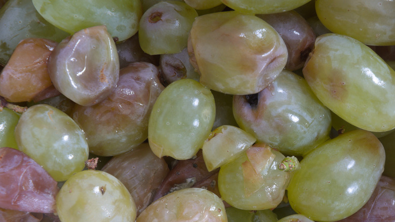 rotten grapes
