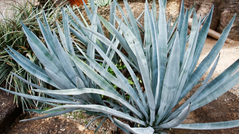 blue agave plant