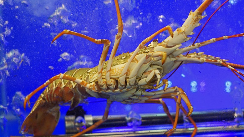 lobster in a tank