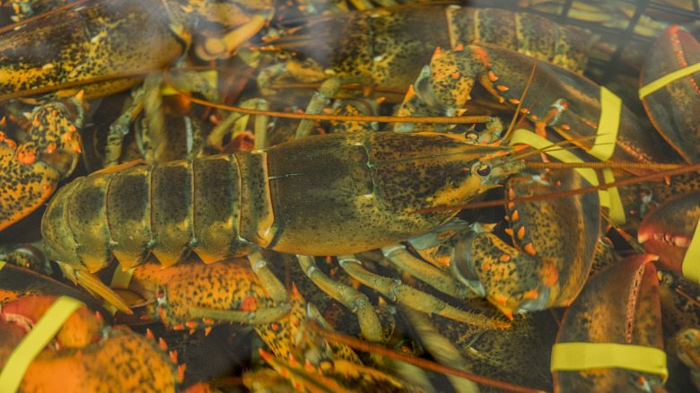 lobsters in a tank