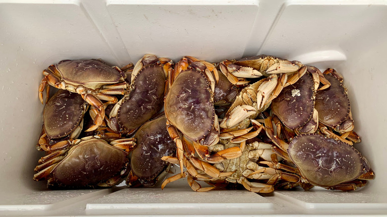 live crabs in ice chest