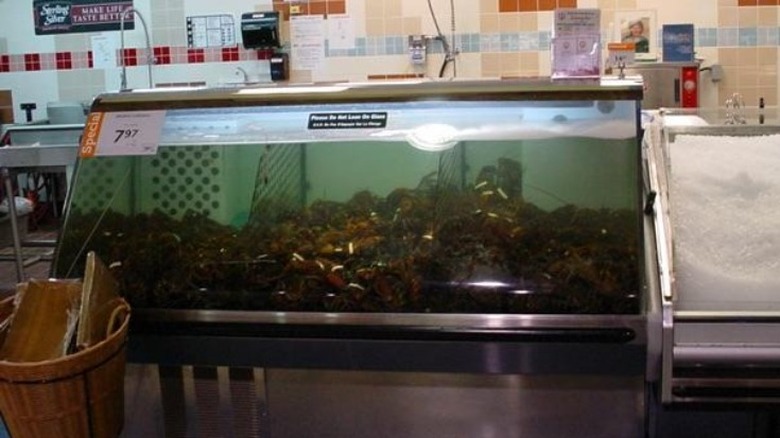 lobster tank