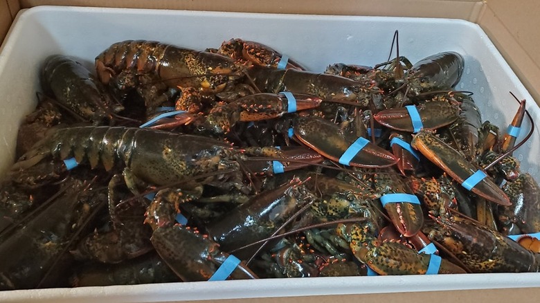 live lobsters