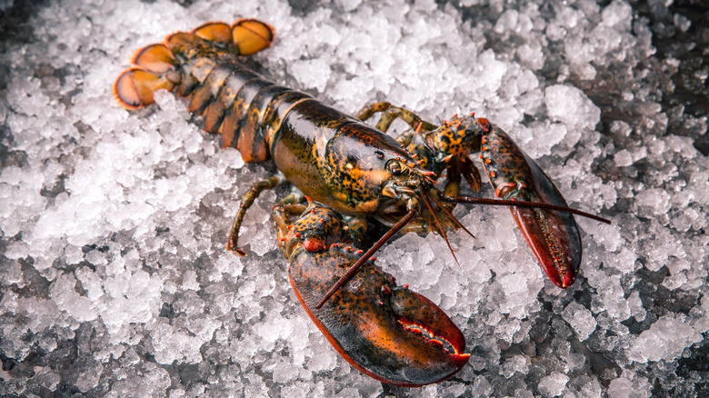 raw lobster