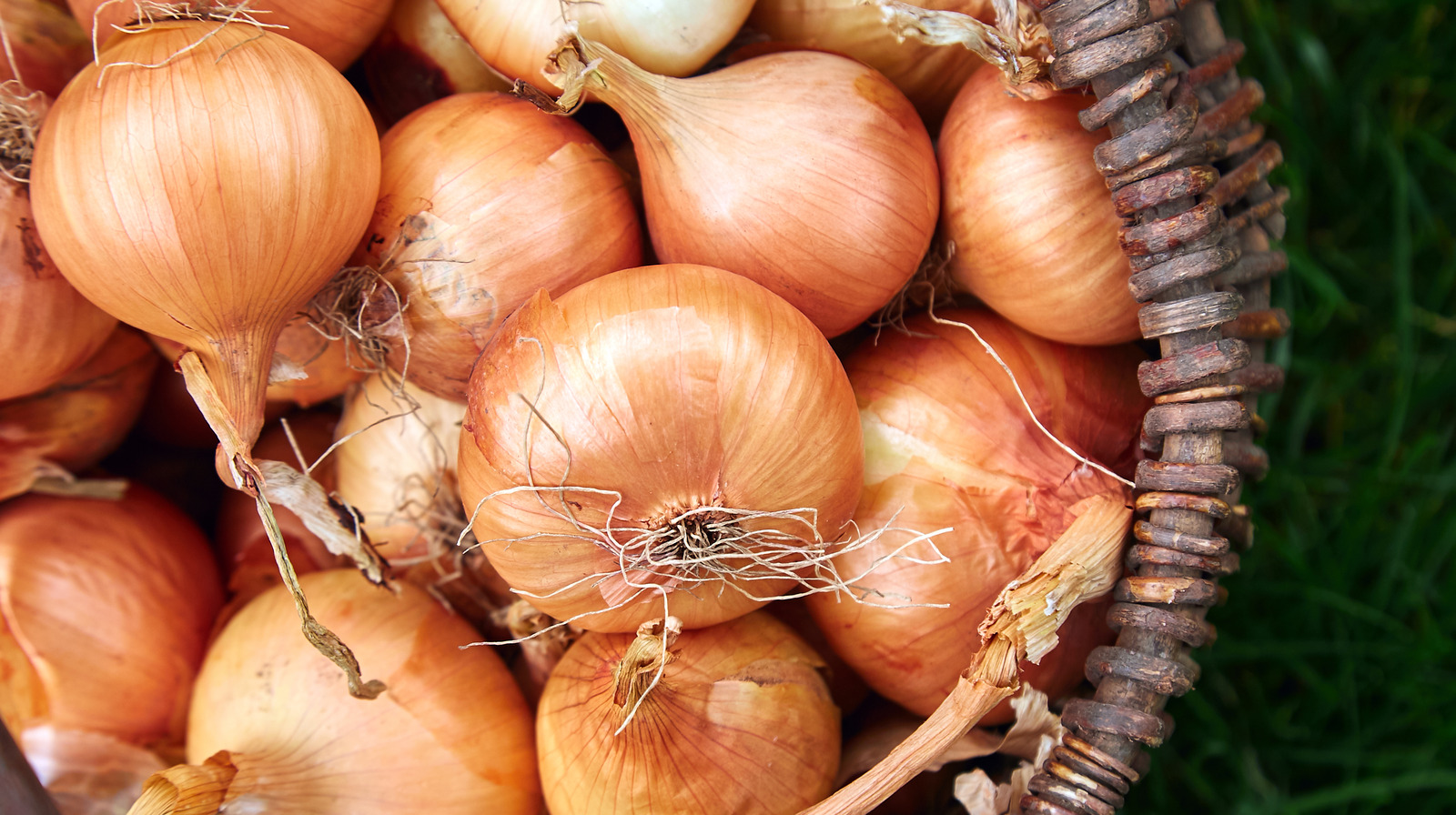 All the Types of Onions, and What They're Best For | Bon Appétit