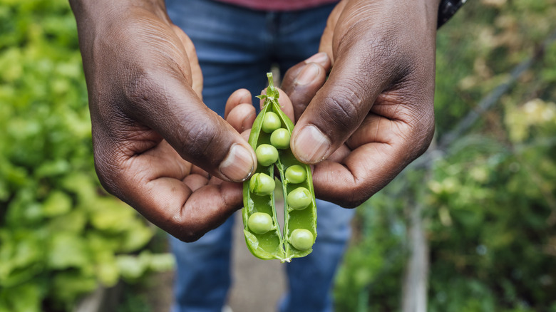 Person cracking open pea pod