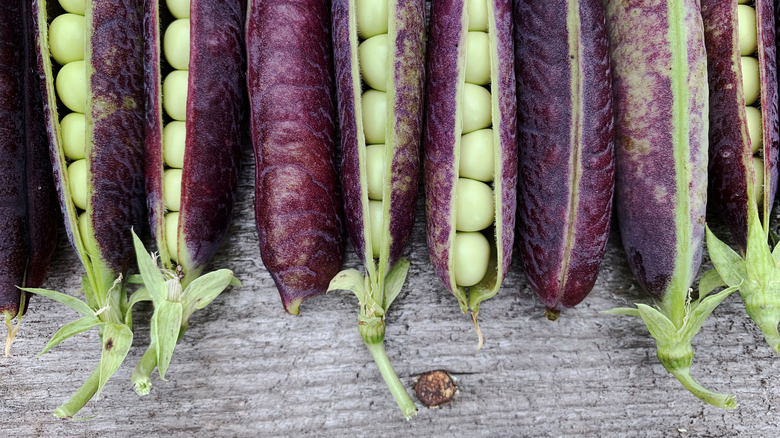 Close-up of purple podded pea