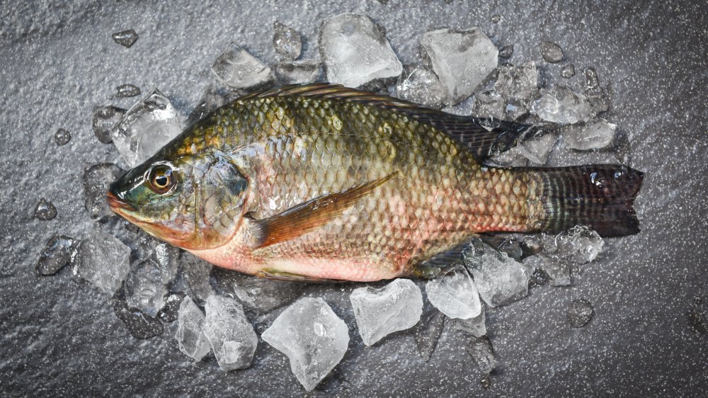 Storing tilapia