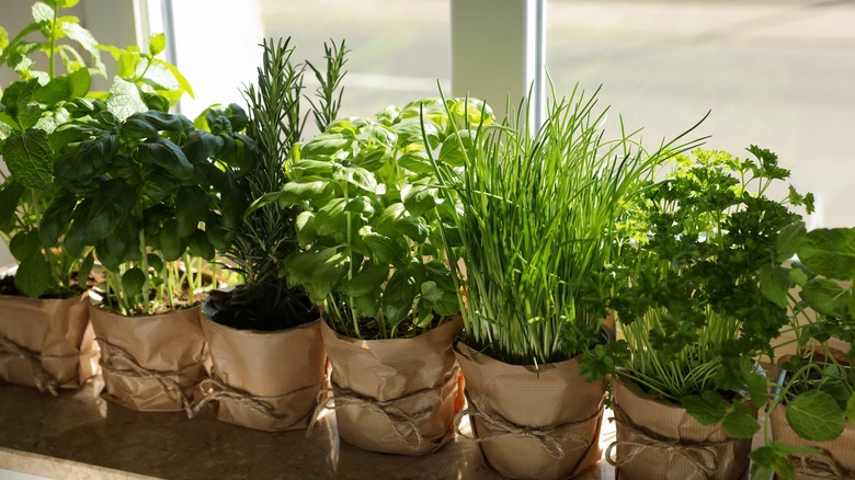 Potted herbs on windowsill