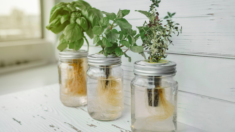 Fresh herbs in jars