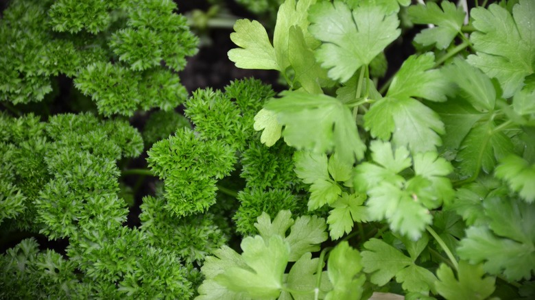 Flat leaf parsley and curly parsley