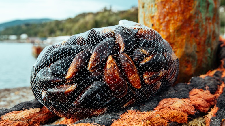 mussels in mesh bag