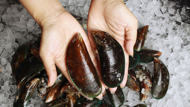 holding iced mussels