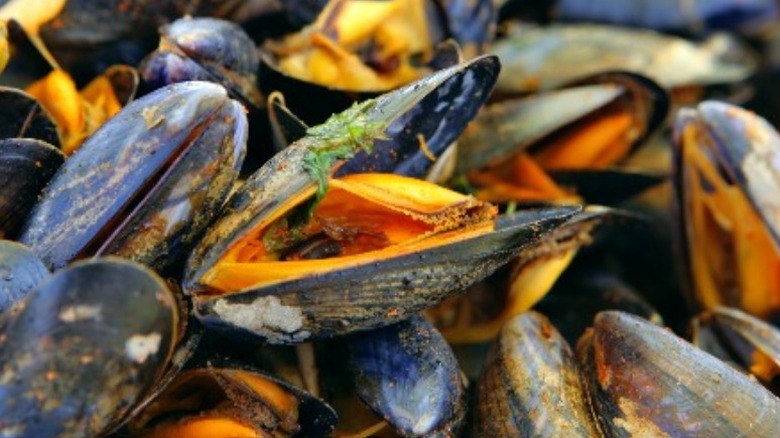 open and closed mussels