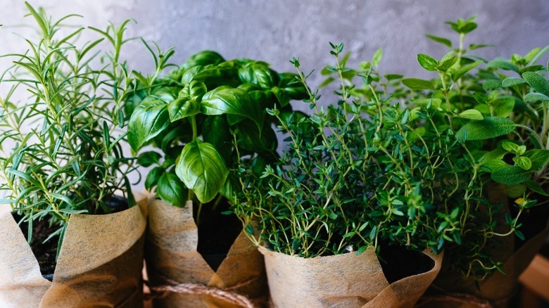 assorted fresh herbs in planters