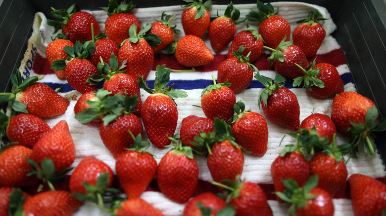 Strawberries in single layer on trays