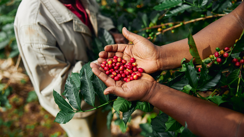 Coffee bean plantation