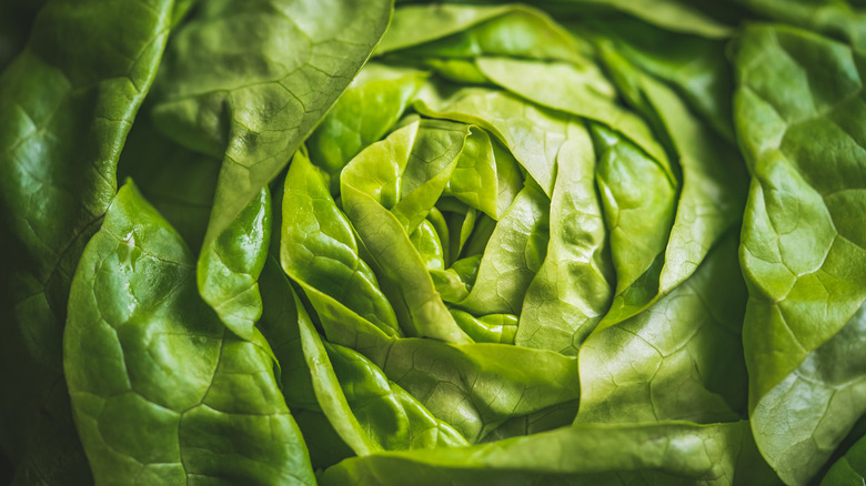 closeup of lettuce