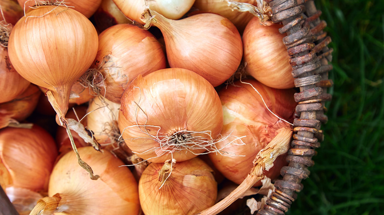 onions in basket