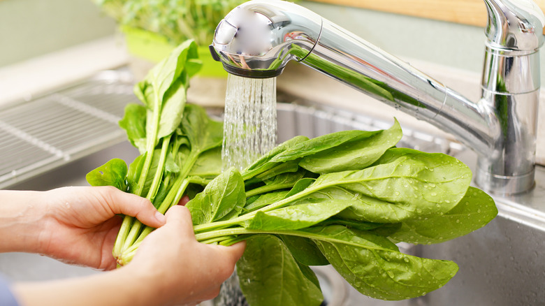 woman's hands washing spinach in sink