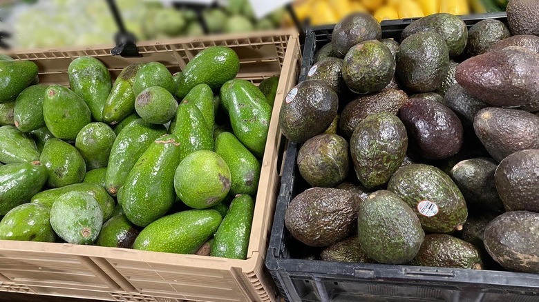 different avocado varieties in crates