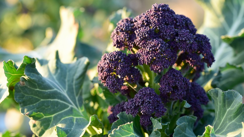 purple sprouting broccoli