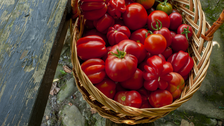 basket of fresh tomatoes