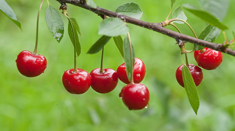 sour cherries on a branch