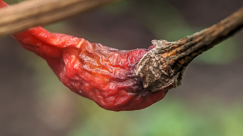 Wrinkly chili pepper on vine