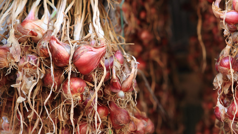 shallots hanging in storage