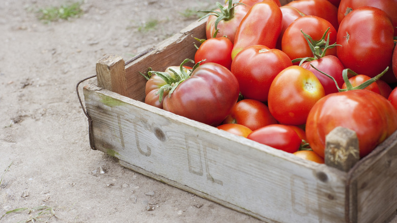 heirloom tomatoes in wooden crate