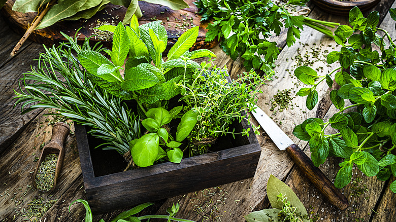 fresh herbs in wooden container