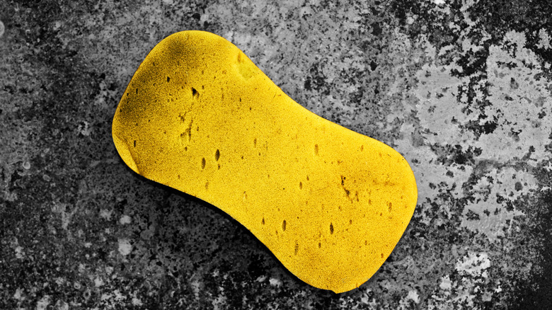 dirty sponge