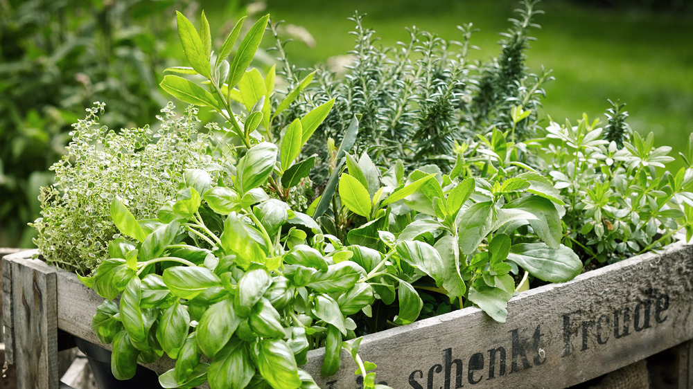 herbs in an herb garden box