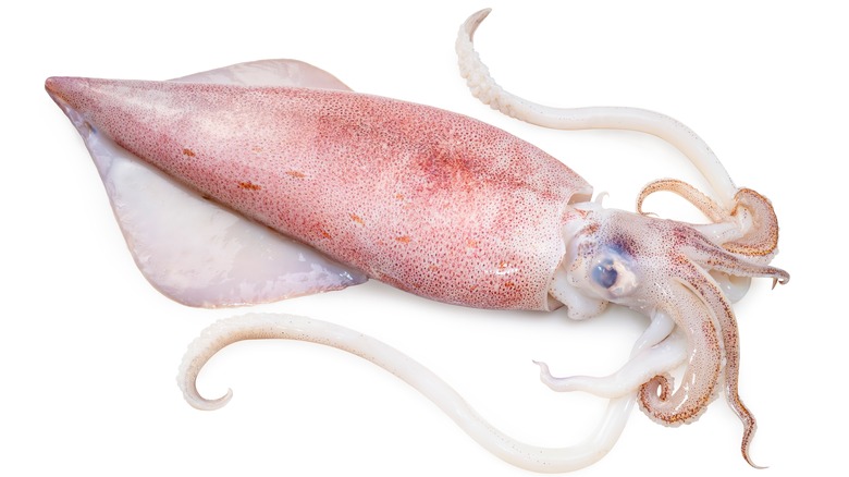 Fresh whole squid