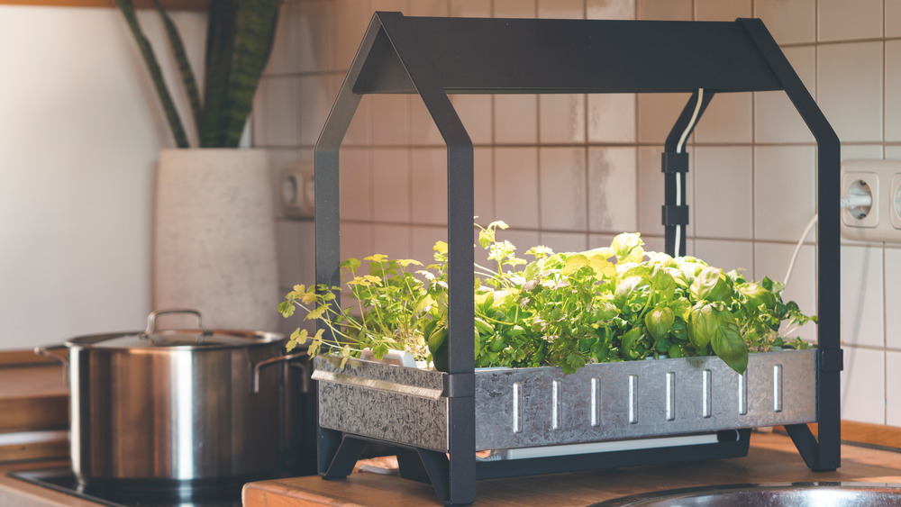 indoor herbs in kitchen