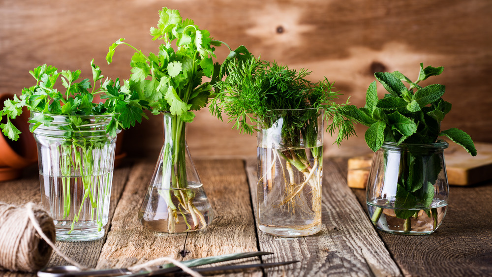 herbs in vials of water