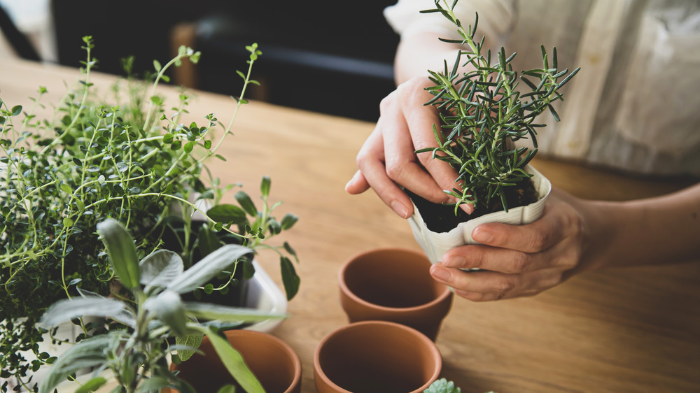 woman potting rosemary