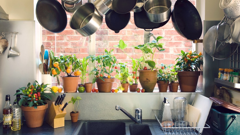 saucepans and potted plants