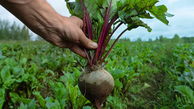 hand holding freshly harvested beet